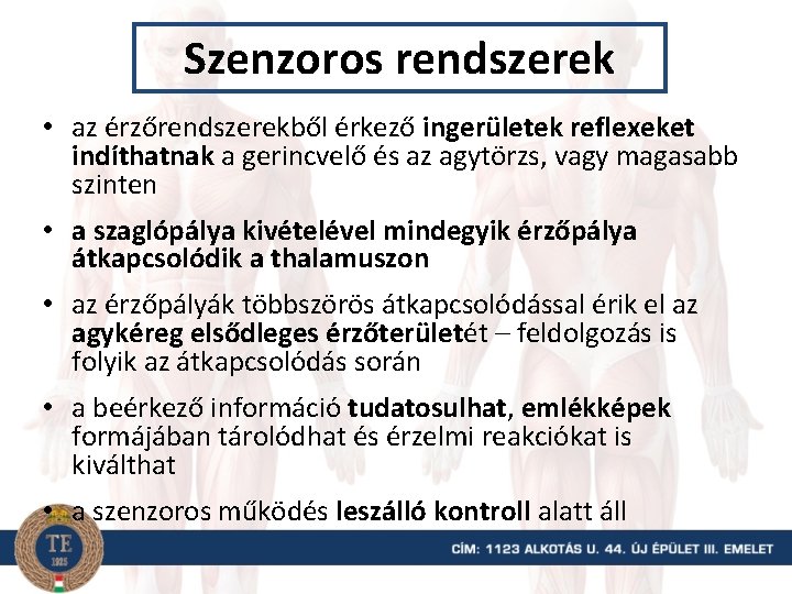 Szenzoros rendszerek • az érzőrendszerekből érkező ingerületek reflexeket indíthatnak a gerincvelő és az agytörzs,