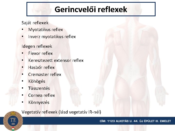 Gerincvelői reflexek Saját reflexek • Myotatikus reflex • Inverz myotatikus reflex Idegen reflexek •