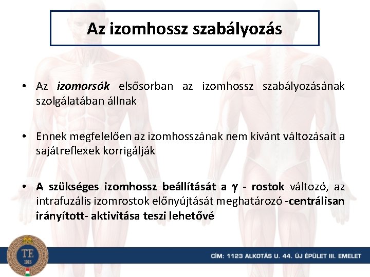 Az izomhossz szabályozás • Az izomorsók elsősorban az izomhossz szabályozásának szolgálatában állnak • Ennek