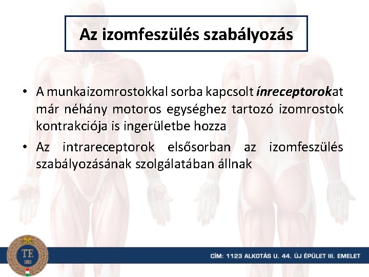 Az izomfeszülés szabályozás • A munkaizomrostokkal sorba kapcsolt ínreceptorokat már néhány motoros egységhez tartozó