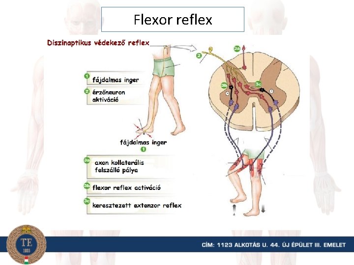 Flexor reflex 