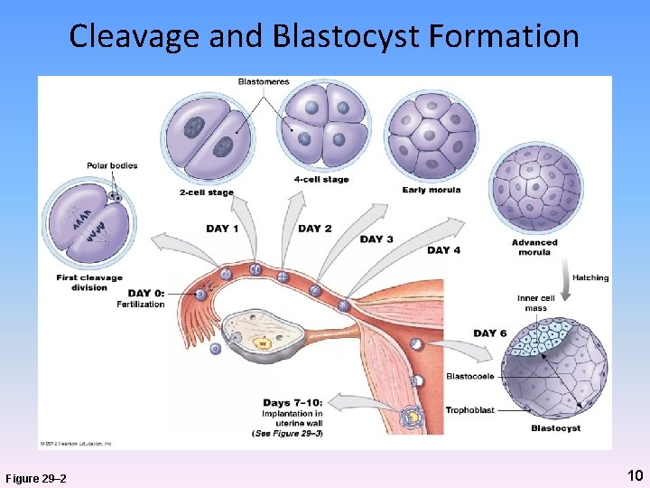 Cleavage and Blastocyst Formation Figure 29– 2 10 