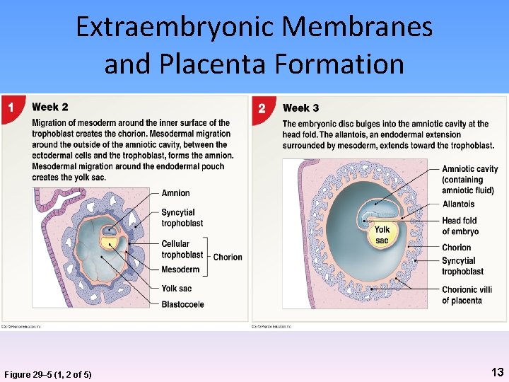 Extraembryonic Membranes and Placenta Formation Figure 29– 5 (1, 2 of 5) 13 