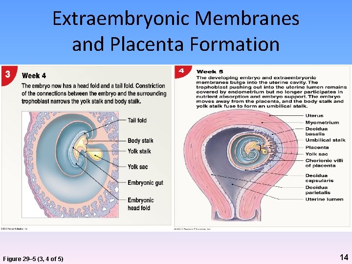 Extraembryonic Membranes and Placenta Formation Figure 29– 5 (3, 4 of 5) 14 