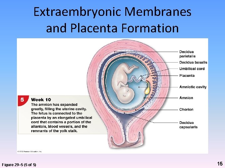 Extraembryonic Membranes and Placenta Formation Figure 29– 5 (5 of 5) 15 