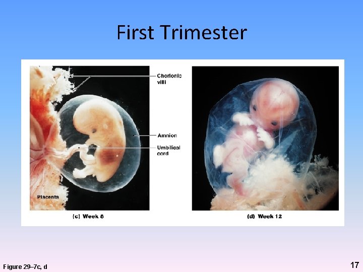 First Trimester Figure 29– 7 c, d 17 