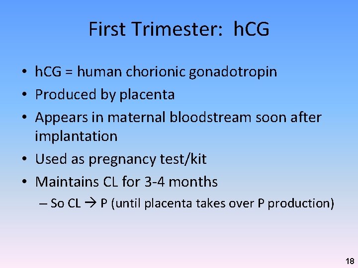 First Trimester: h. CG • h. CG = human chorionic gonadotropin • Produced by