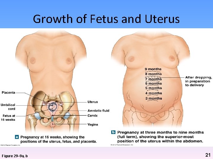 Growth of Fetus and Uterus Figure 29– 9 a, b 21 