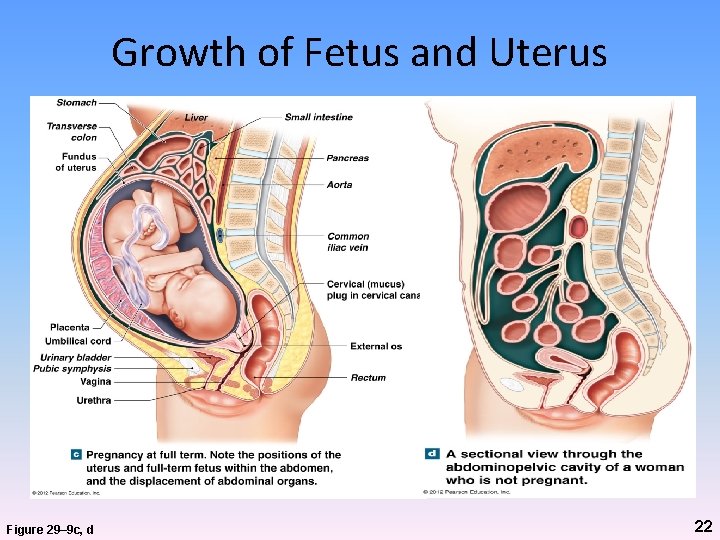 Growth of Fetus and Uterus Figure 29– 9 c, d 22 