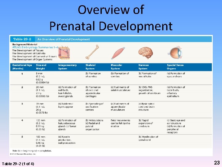 Overview of Prenatal Development Table 29– 2 (1 of 4) 23 