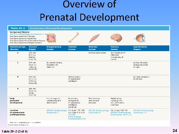 Overview of Prenatal Development Table 29– 2 (3 of 4) 24 