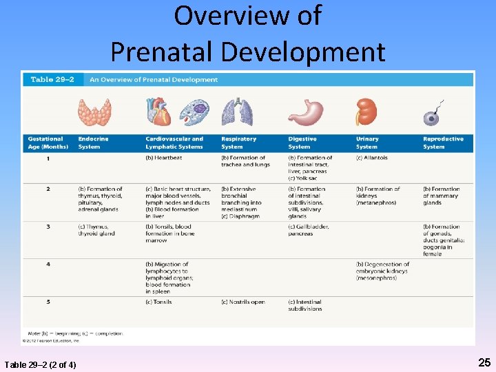 Overview of Prenatal Development Table 29– 2 (2 of 4) 25 