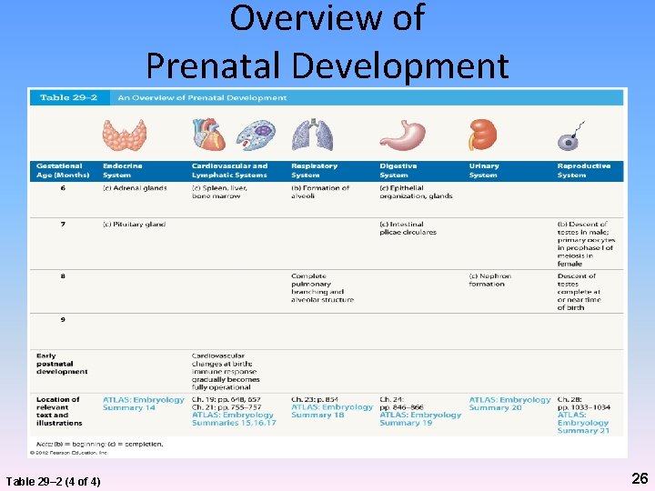 Overview of Prenatal Development Table 29– 2 (4 of 4) 26 
