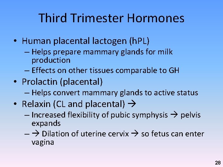 Third Trimester Hormones • Human placental lactogen (h. PL) – Helps prepare mammary glands