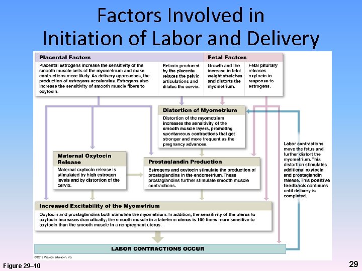Factors Involved in Initiation of Labor and Delivery Figure 29– 10 29 