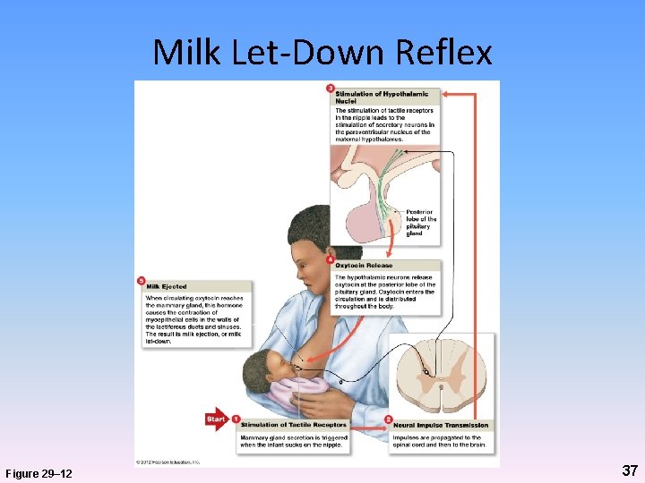 Milk Let-Down Reflex Figure 29– 12 37 
