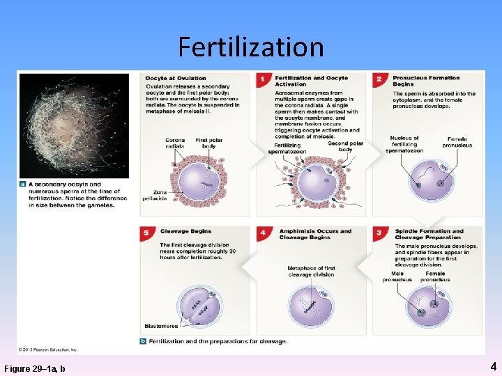 Fertilization Figure 29– 1 a, b 4 