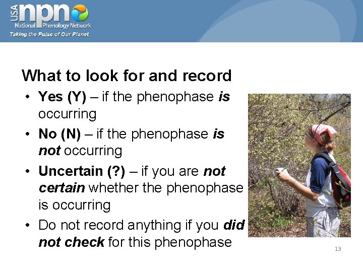 What to look for and record • Yes (Y) – if the phenophase is