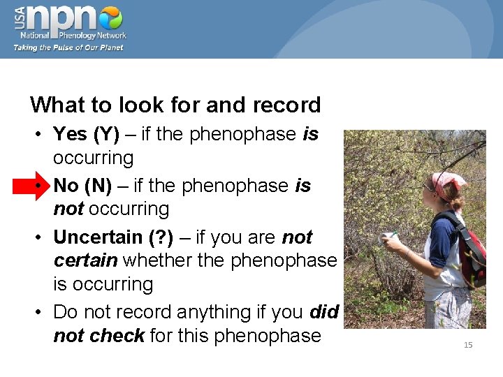 What to look for and record • Yes (Y) – if the phenophase is