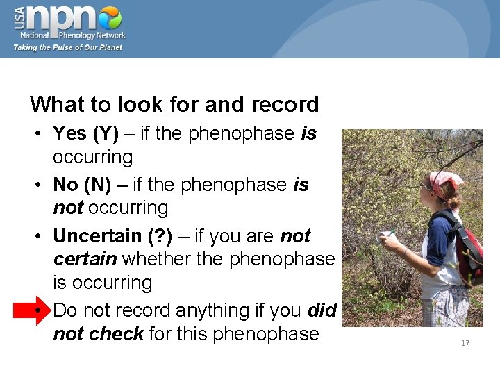 What to look for and record • Yes (Y) – if the phenophase is