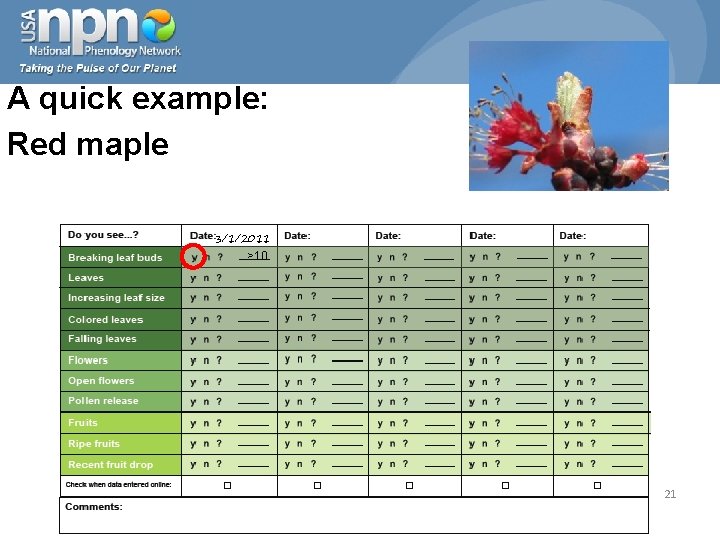 A quick example: Red maple 3/1/2011 >10 21 