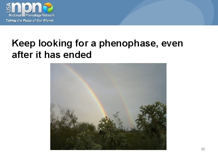 Keep looking for a phenophase, even after it has ended 55 