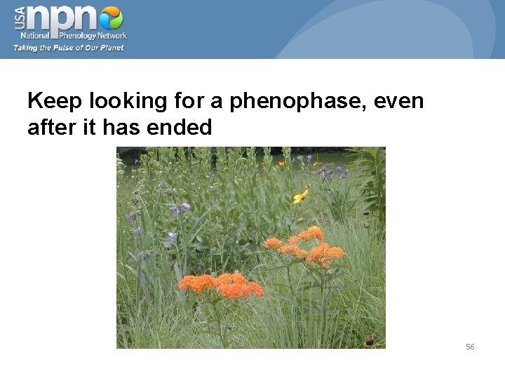 Keep looking for a phenophase, even after it has ended 56 