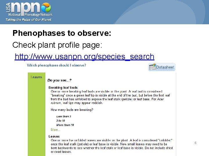 Phenophases to observe: Check plant profile page: http: //www. usanpn. org/species_search 6 