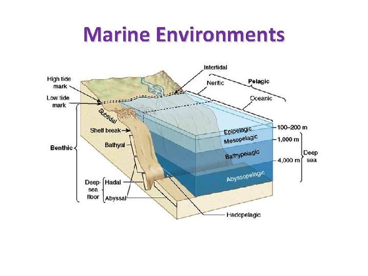 Marine Environments 