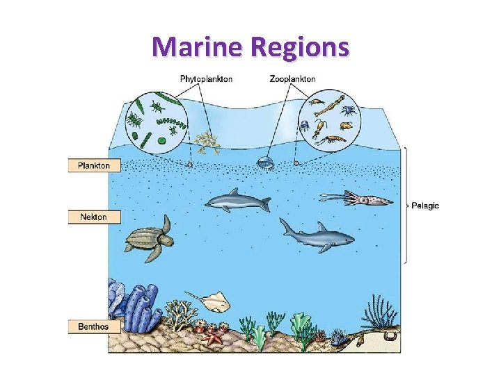 Marine Regions 