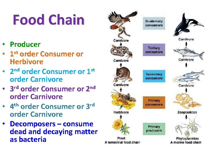 Food Chain • • • Producer 1 st order Consumer or Herbivore 2 nd