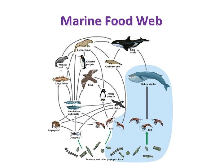Marine Food Web 