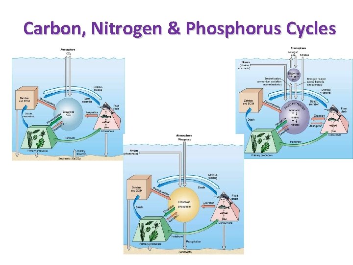 Carbon, Nitrogen & Phosphorus Cycles 