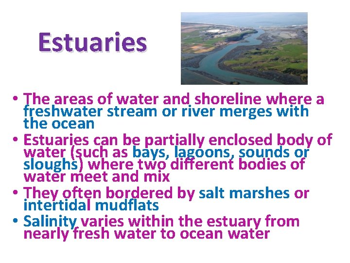 Estuaries • The areas of water and shoreline where a freshwater stream or river