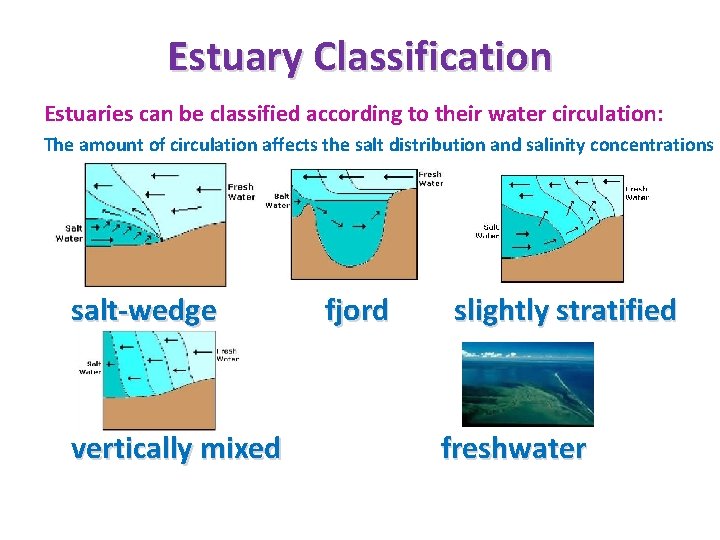Estuary Classification Estuaries can be classified according to their water circulation: The amount of