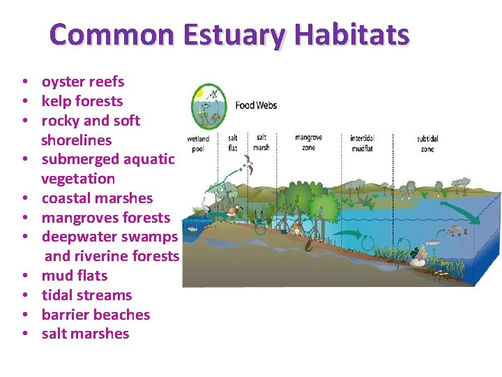 Common Estuary Habitats • oyster reefs • kelp forests • rocky and soft shorelines