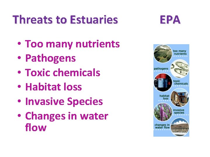 Threats to Estuaries • • • Too many nutrients Pathogens Toxic chemicals Habitat loss