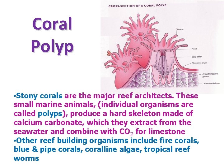 Coral Polyp • Stony corals are the major reef architects. These small marine animals,