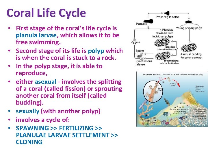 Coral Life Cycle • First stage of the coral’s life cycle is planula larvae,