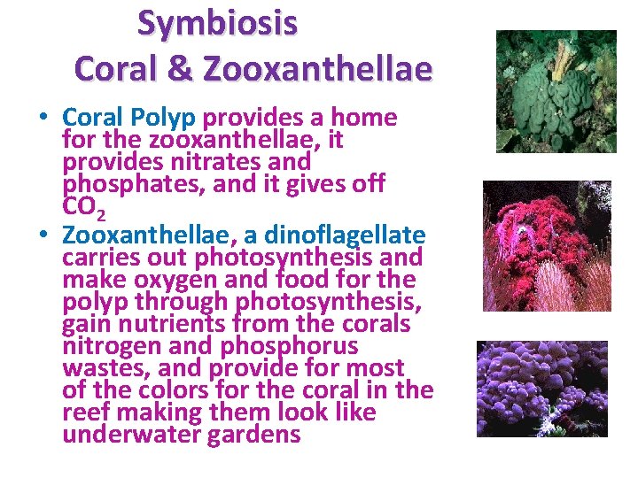 Symbiosis Coral & Zooxanthellae • Coral Polyp provides a home for the zooxanthellae, it