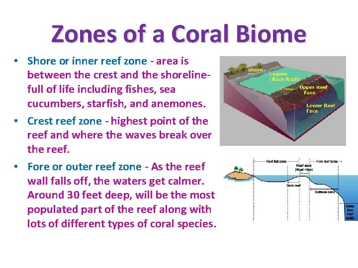 Zones of a Coral Biome • Shore or inner reef zone - area is