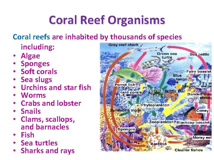 Coral Reef Organisms Coral reefs are inhabited by thousands of species including: • Algae