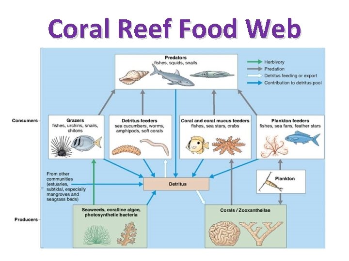 Coral Reef Food Web 