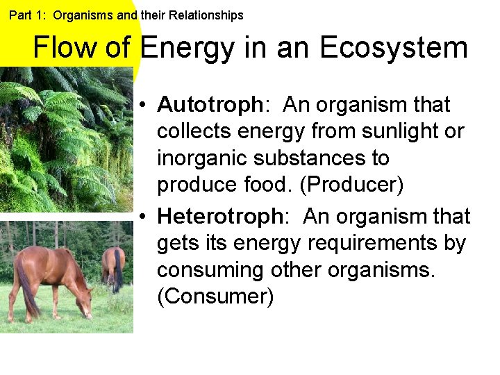 Part 1: Organisms and their Relationships Flow of Energy in an Ecosystem • Autotroph: