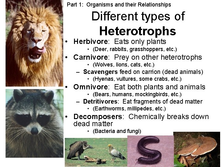 Part 1: Organisms and their Relationships Different types of Heterotrophs • Herbivore: Eats only