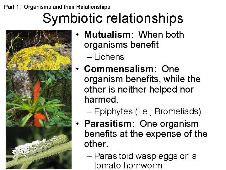 Part 1: Organisms and their Relationships Symbiotic relationships • Mutualism: When both organisms benefit