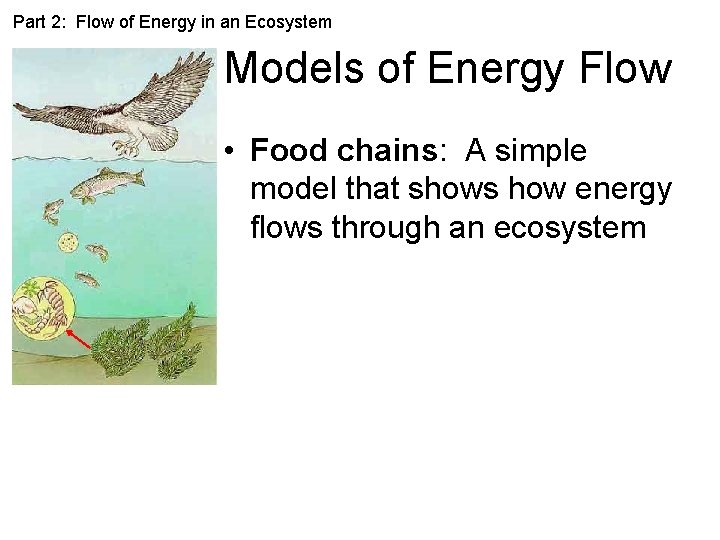 Part 2: Flow of Energy in an Ecosystem Models of Energy Flow • Food