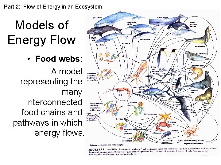 Part 2: Flow of Energy in an Ecosystem Models of Energy Flow • Food