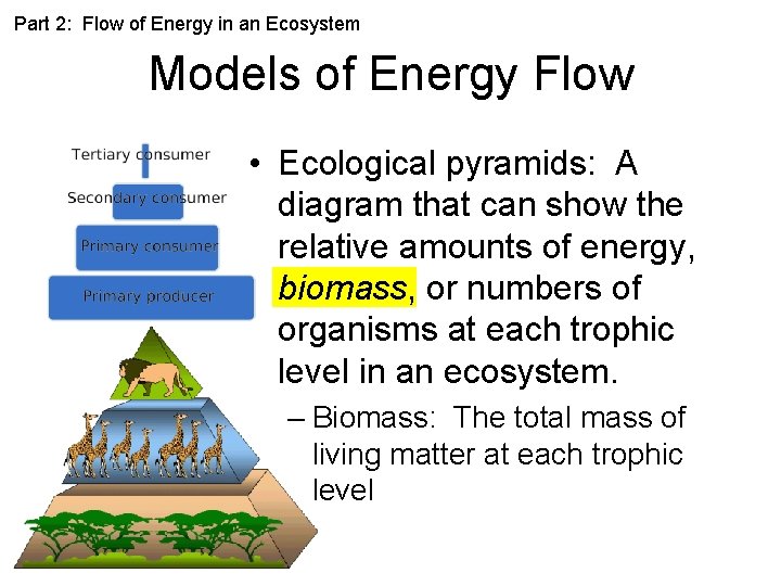 Part 2: Flow of Energy in an Ecosystem Models of Energy Flow • Ecological