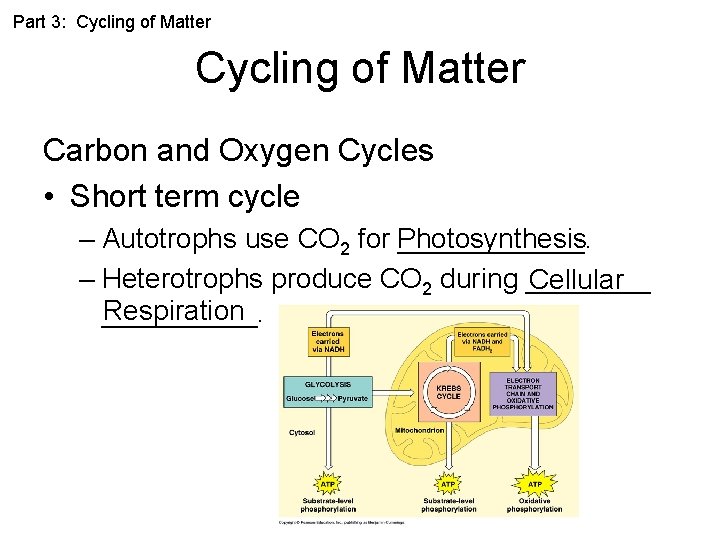 Part 3: Cycling of Matter Carbon and Oxygen Cycles • Short term cycle –